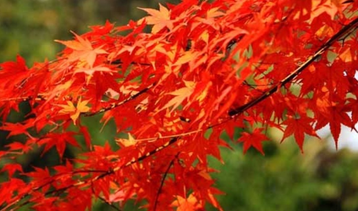 1627970151218794.jpg 紅楓2.jpg