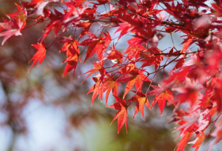 1627970166848800.jpg 紅楓3.jpg