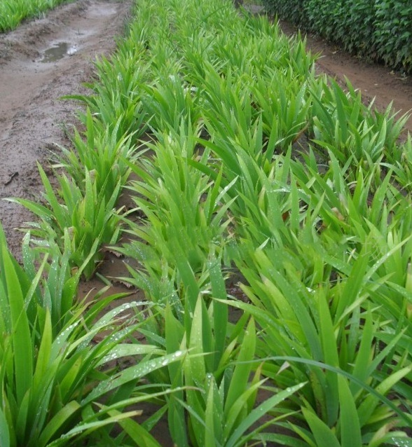 1627983786681479.jpg image.jpg