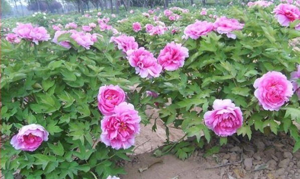 1627983898178506.jpg image.jpg