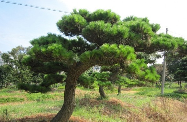 1627985423887159.jpg image.jpg