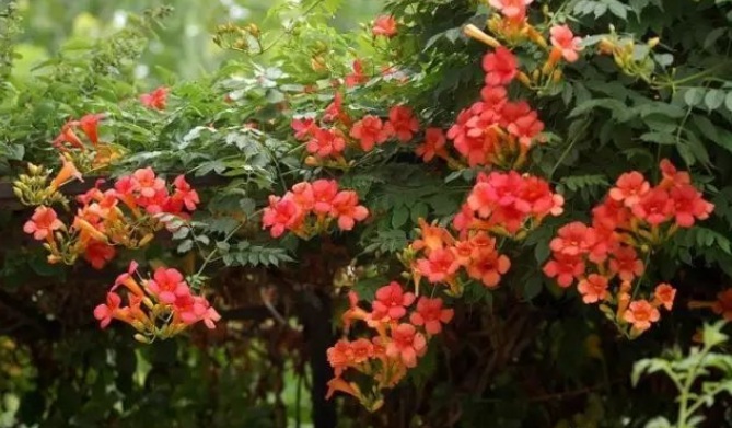 1627987384554517.jpg image.jpg