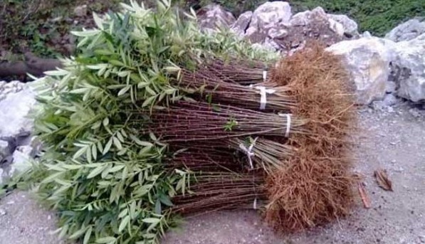 1627991023425330.jpg image.jpg