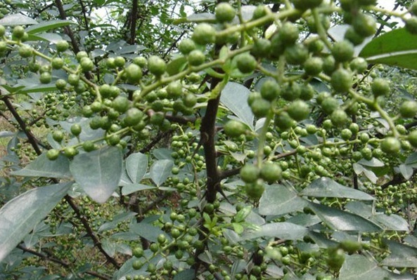 1627991032435597.jpg image.jpg