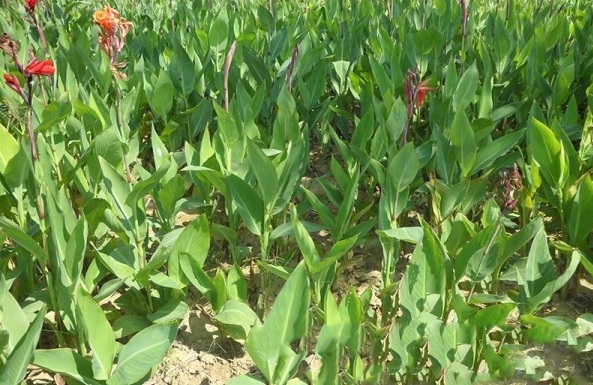 1627991081166706.jpg image.jpg