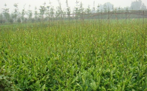 1627991099111422.jpg image.jpg