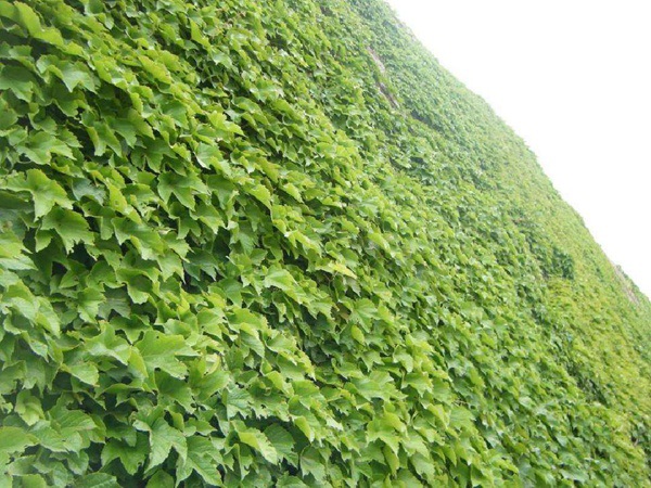 1627992129456548.jpg image.jpg