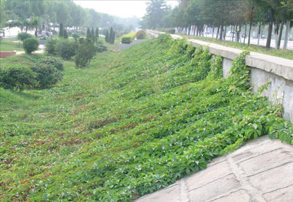 1627992134356409.jpg image.jpg