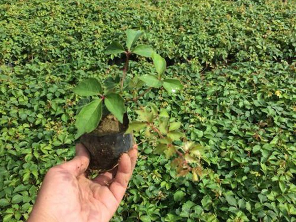 1627992141277976.jpg image.jpg