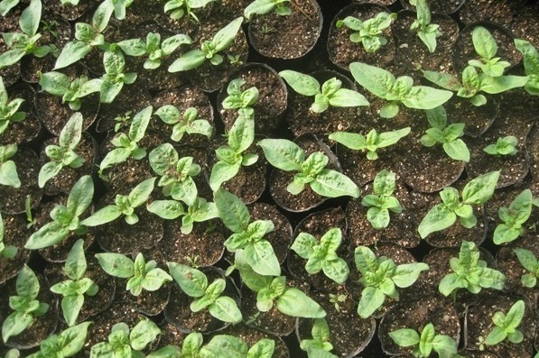 1627992936265677.jpg image.jpg