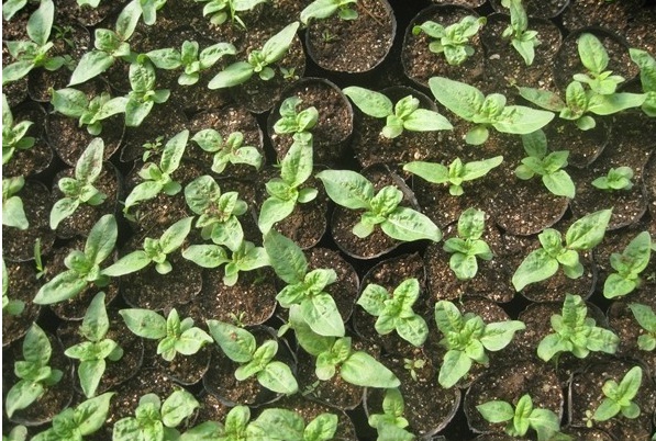 1627993110637355.jpg image.jpg