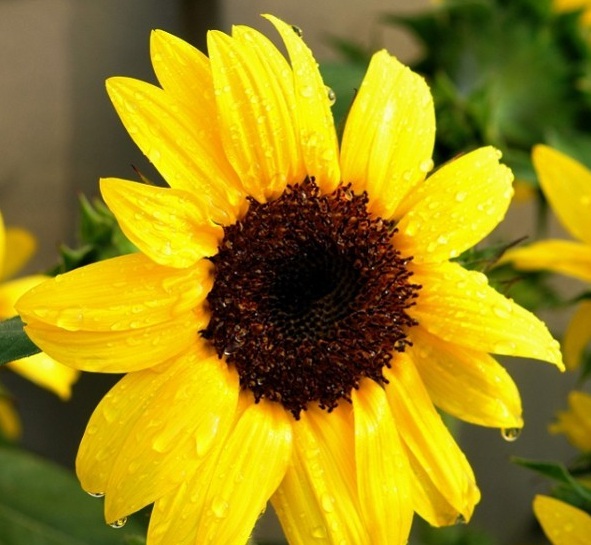 1627993121922788.jpg image.jpg