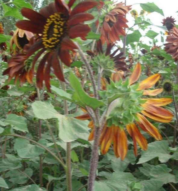 1627993601532094.jpg image.jpg