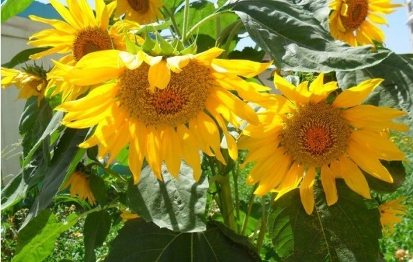 1627993613121433.jpg image.jpg