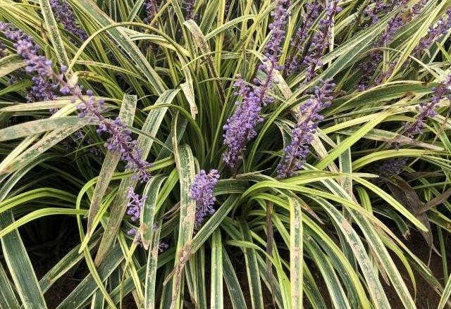 1627994377561887.jpg image.jpg