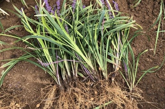 1627994395260261.jpg image.jpg