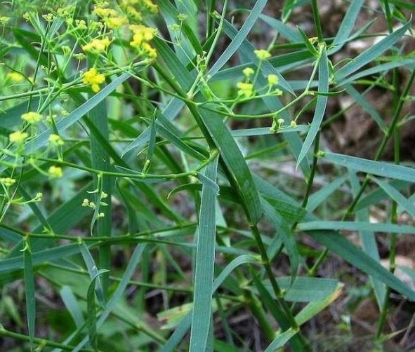 1628056564581364.jpg image.jpg