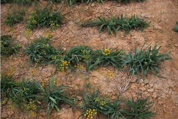 1628056579144931.jpg image.jpg