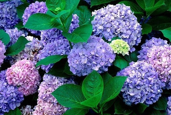 1628056913937795.jpg image.jpg