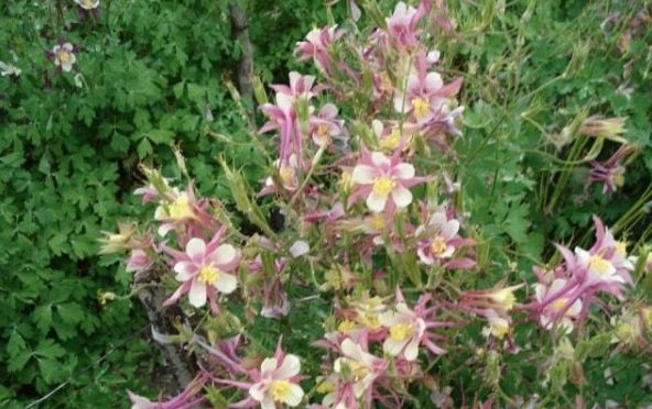 1628058063650305.jpg image.jpg