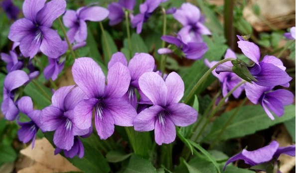 1628058653842151.jpg image.jpg