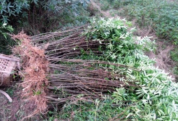 1628059140737101.jpg image.jpg