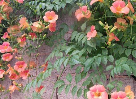 1628084367651584.jpg image.jpg