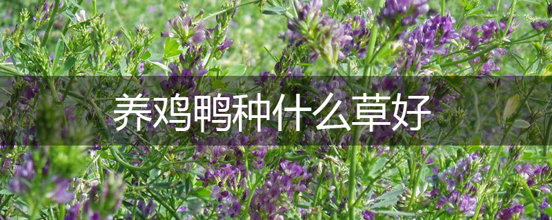 養雞鴨種什么草好 養雞鴨種什么草好
