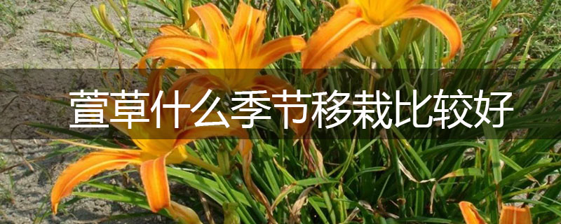 萱草什么季節(jié)移栽比較好 萱草什么季節(jié)移栽比較好