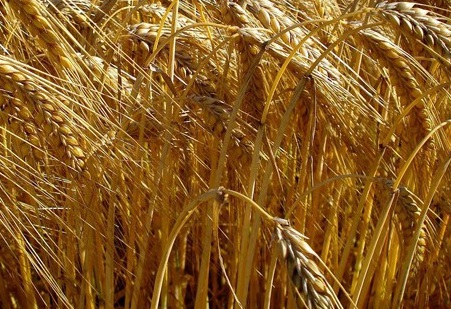 1628088288919745.jpg image.jpg