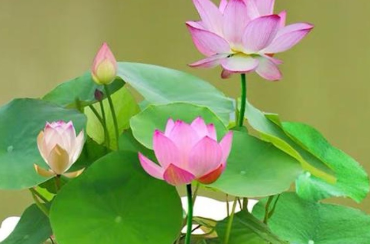 1628142711153255.jpg 萬(wàn)聯(lián)2.jpg