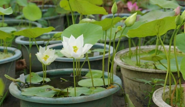 1628142723644890.jpg 萬(wàn)聯(lián)3.jpg