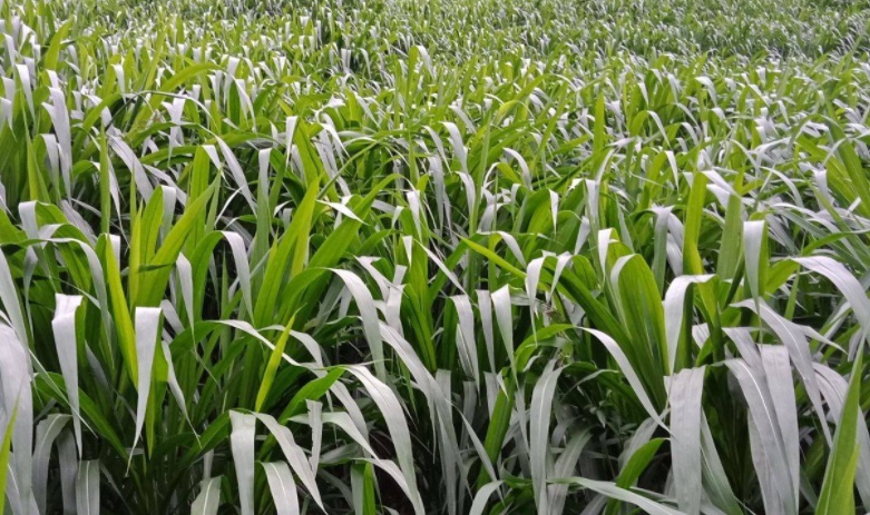 1628143195948866.jpg 甜象草1.jpg