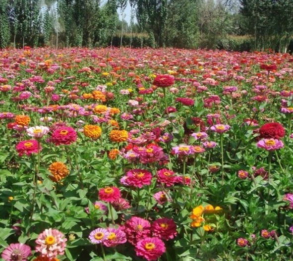 1628215885121702.jpg image.jpg