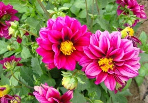 1628216903929197.jpg image.jpg