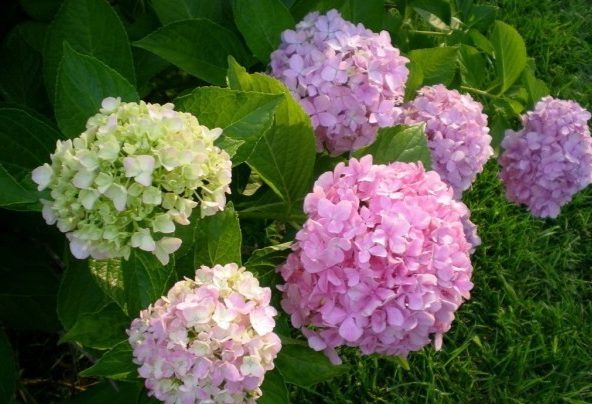 1628216969568926.jpg image.jpg