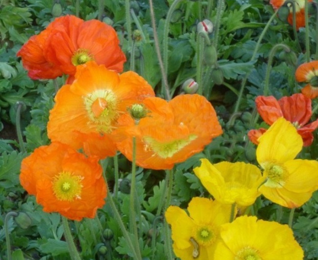 1628221280306748.jpg image.jpg