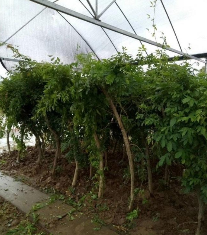 1628222162264891.jpg image.jpg