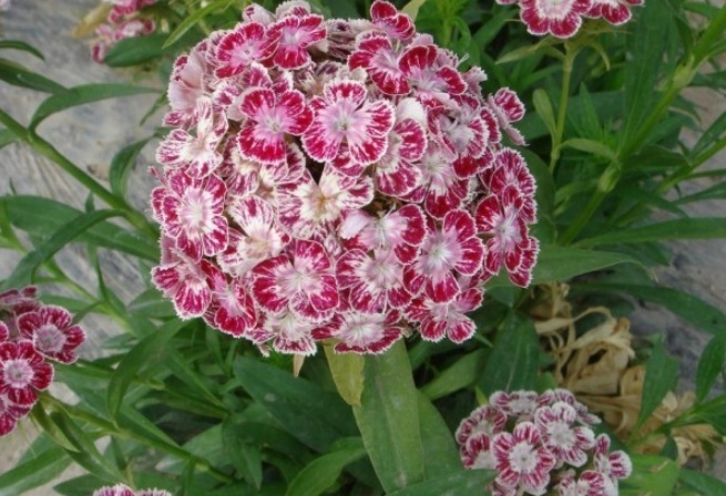 1628222801601930.jpg image.jpg