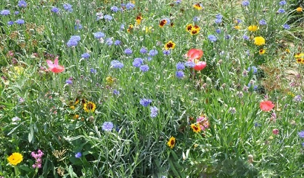 1628223075434302.jpg image.jpg