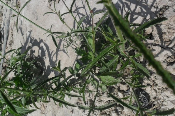 1628223139794080.jpg image.jpg