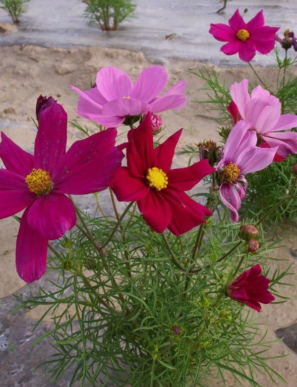 1628225011215285.jpg image.jpg