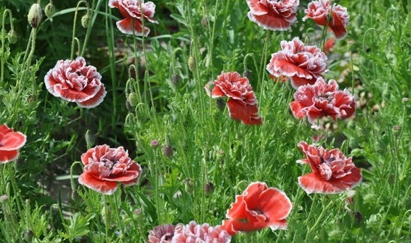 1628225212822033.jpg image.jpg