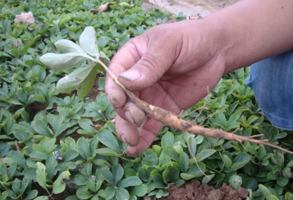 1628240105486289.jpg image.jpg