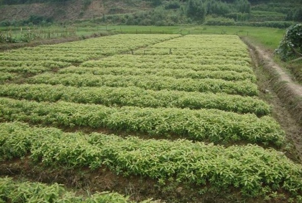 1628240815172725.jpg image.jpg