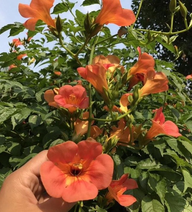 1628240950241138.jpg image.jpg