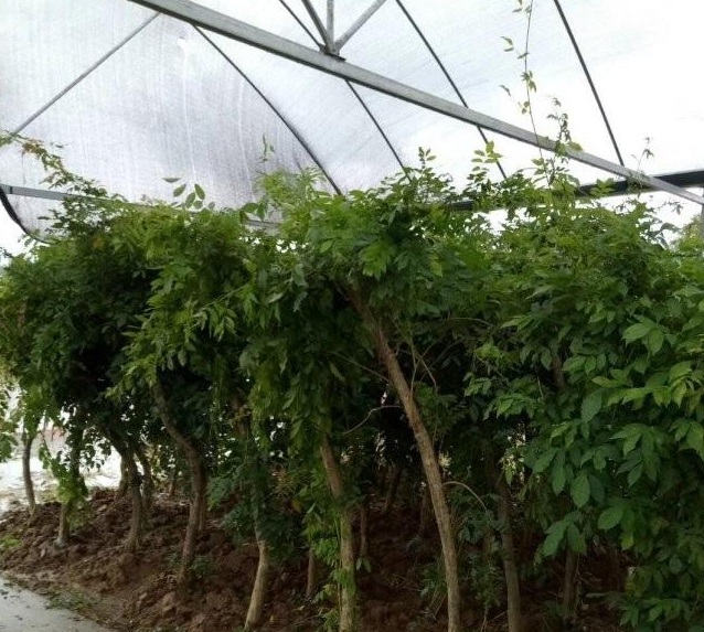 1628240960462941.jpg image.jpg