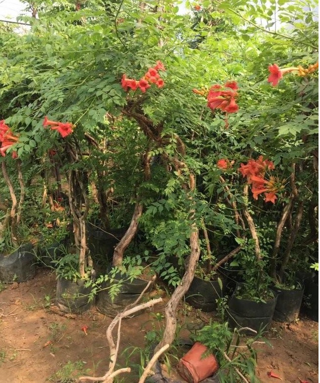 1628240970922715.jpg image.jpg