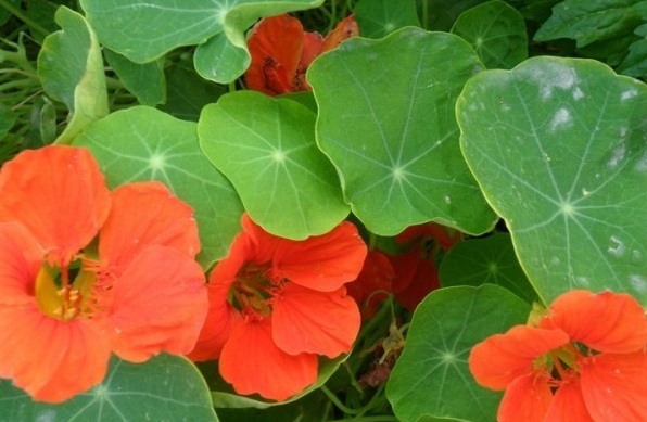 1628241532118434.jpg image.jpg