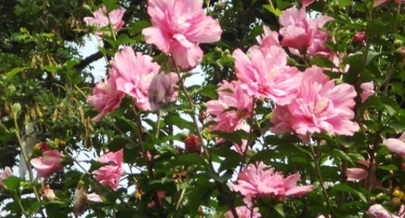 1628245601877209.jpg image.jpg